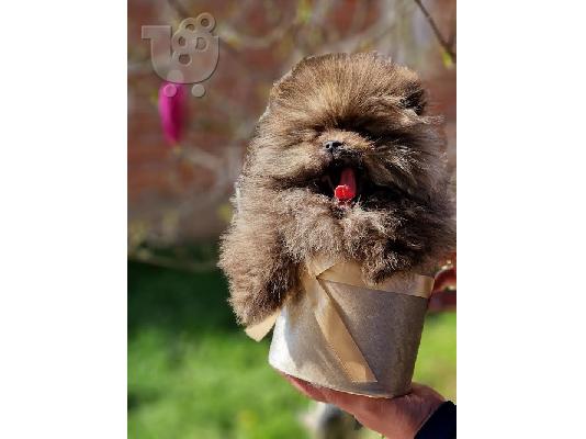 PoulaTo: Pomeranian - όμορφα κουτάβια